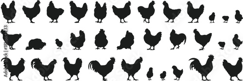 Chicken silhouette vector set including roosters hens and chicks for farm agriculture and poultry design