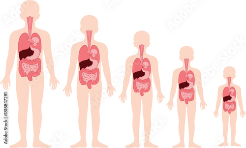 Child anatomy illustration showing growth stages with internal digestive organs, educational medical diagram of body development for healthcare, biology learning, pediatric reference