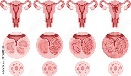 Female reproductive system and embryo development illustration showing uterus stages, fertilization sequence, cell division growth, medical anatomy diagrams