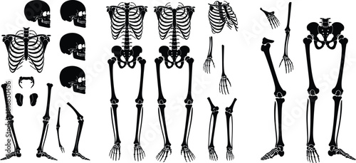 Human ribcage illustration showing detailed rib bones and spine structure, anatomical chest diagram, medical skeletal vector design for education, science, and professional reference use.