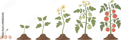 Tomato plant growth stages illustration showing seed sprouting, leaf development, flowering, and fruit ripening, educational gardening graphic for farming, agriculture learning