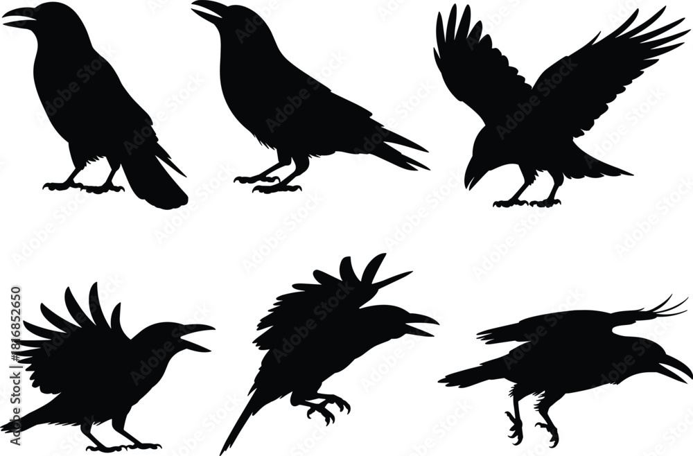 Naklejka premium Vector collection of crow and raven silhouettes featuring standing, flying, and landing poses for wildlife illustrations, spooky themes, nature graphics, gothic artwork, and decorative designs.