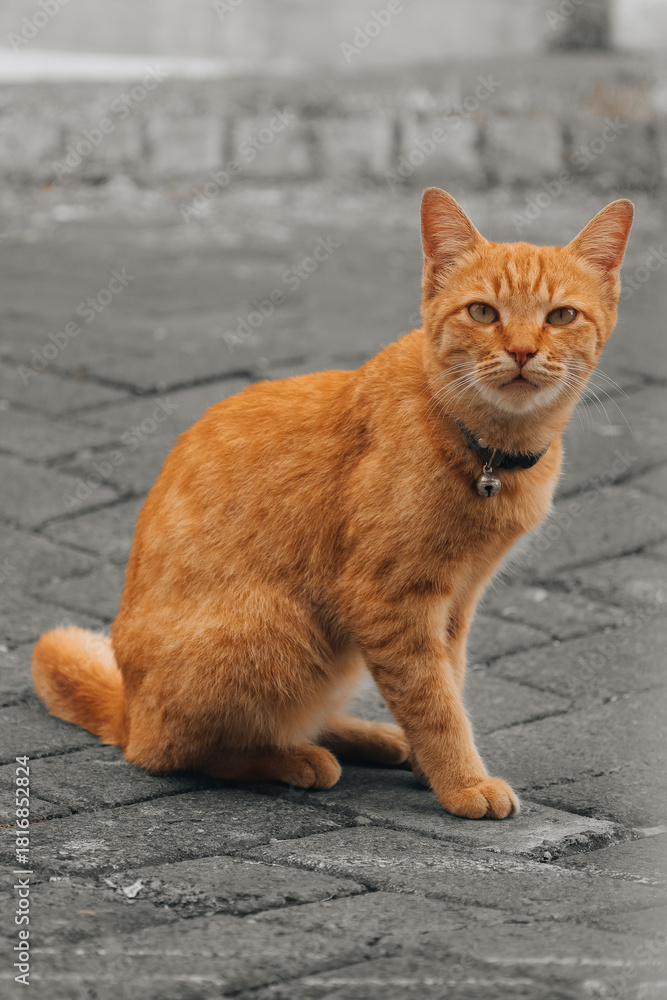 Fototapeta premium Calm Domestic Orange Cat Sitting on Pavement Looking Forward Pet Portrait