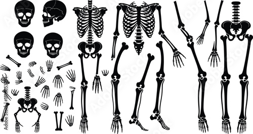 Vector illustration set of human skeleton parts including skull rib cage legs arms hands and feet silhouettes for halloween decoration or medical anatomy education diagrams.