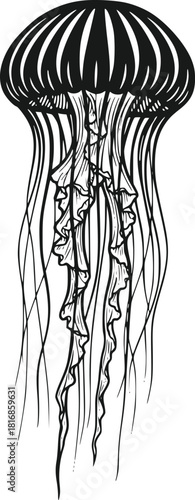 Detailed Hand Drawn Jellyfish Vector Art Illustration Featuring Flowing Tentacles And A Striking Striped Bell Isolated On A Clean White Background Perfect For Ocean Life Designs And Marine B