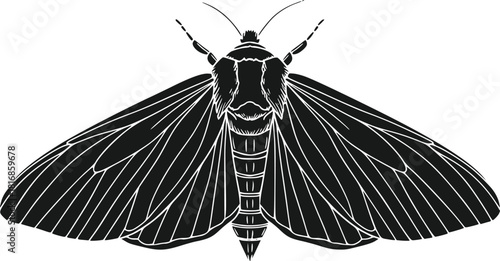 Detailed Black and White Vector Illustration of a Beautiful Night Moth with Intricate Wing Veins and Antennae Spreading Its Wings in a Scientific Entomology Style Artwork Isolated on a White