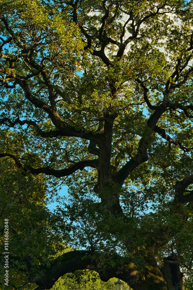 Fototapeta premium trees in autumn
