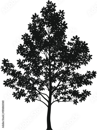 Black silhouette of a mature deciduous tree with a dense canopy of leaves, isolated on