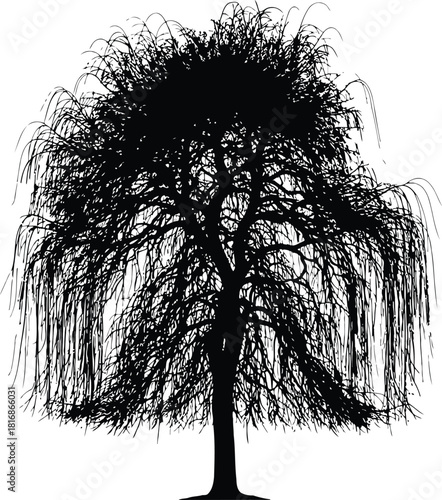 Detailed black silhouette of a weeping willow tree, showcasing its characteristic long, flowing branches, isolated on