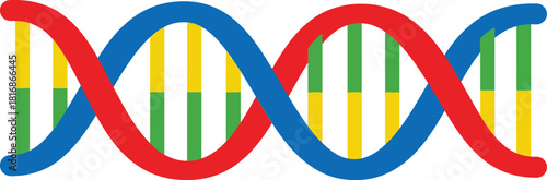 Colorful double helix dna strand illustration with red blue and yellow sections on transparent background