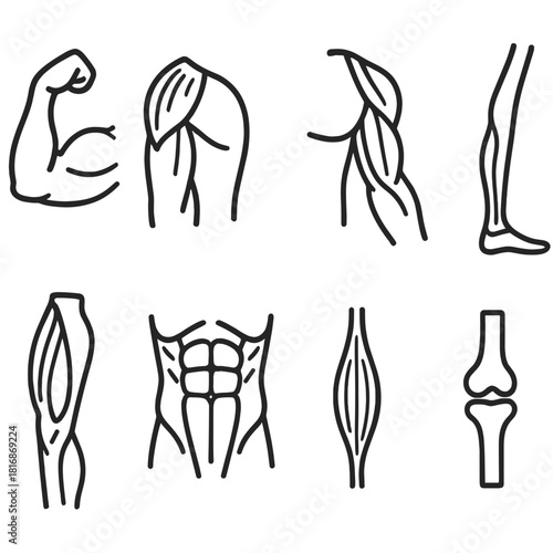 Anatomical Muscle Icons. Muscle anatomy concept linear icon set: bicep, tricep, deltoid, forearm, leg muscle, abs, tendon, bone connection , anatomical precision with smooth