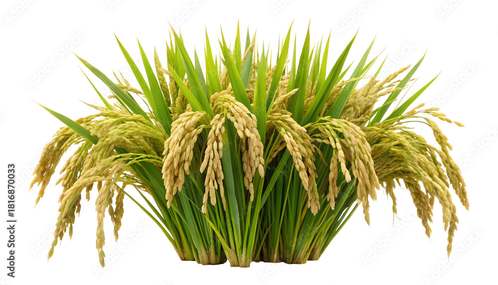 Obraz premium Lush golden ripe rice plants isolated on transparent background PNG