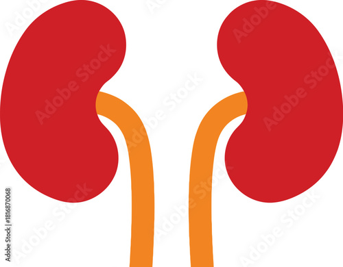 Detailed illustration of human kidneys with visible renal pelvis and ureters on transparent background