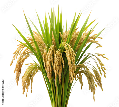 Golden rice grains with green stalks on transparent background PNG