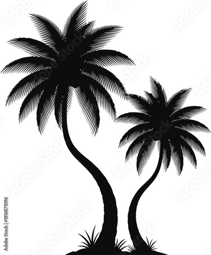 Silhouette of two tropical palm trees with lush fronds, casting a serene shadow, isolated on