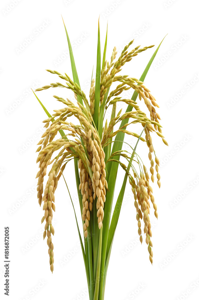 Obraz premium Golden ripe rice stalks with grains on transparent background PNG