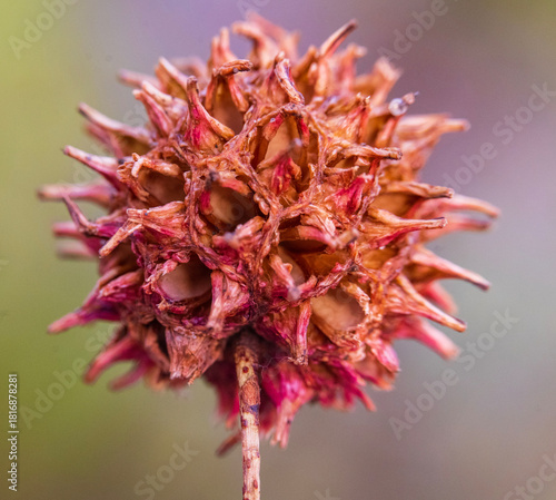 Macro Sweet Gum Tree Seed Ball Isolated Against a Soft Background 