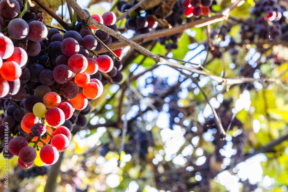 Fototapeta premium sunlit bunches of ripe red Isabella grapes