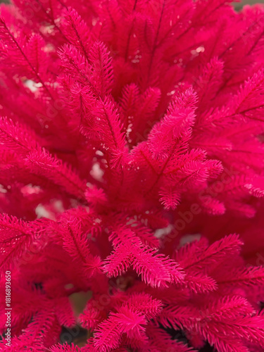 Vibrant pink ornamental plant with dense synthetic needle-like texture. Natural background of festive decoration, bold style and alternative Christmas color trend