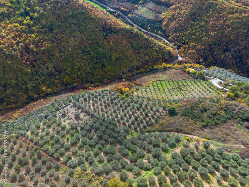 Albania village panoramic drone view olive plantation