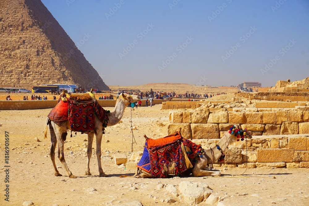 Φωτογραφία Cairo, Egypt: Camels in colorful horse-clothes resting on the sand near Giza pyr