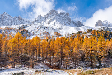 Foto auf Acrylglas Alpen Mountain peaks covered in snow rising above vibrant autumn larch forest in the Cerces Massif, Claree Valley. Early winter in the Hautes-Alpes, French Alps. France  © Francois Roux