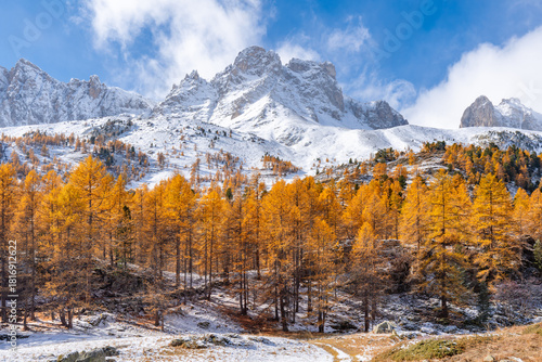 Mountain peaks covered in snow rising above vibrant autumn larch forest in the Cerces Massif, Claree Valley. Early winter in the Hautes-Alpes, French Alps. France