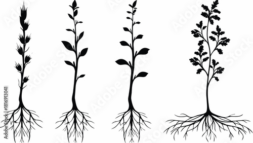 Botanical collection featuring detailed plant silhouettes, perfect for adding a touch of nature to any design project with its elegant vector art style