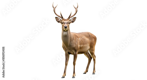 Majestic red deer stag with large antlers standing proud on a white background.