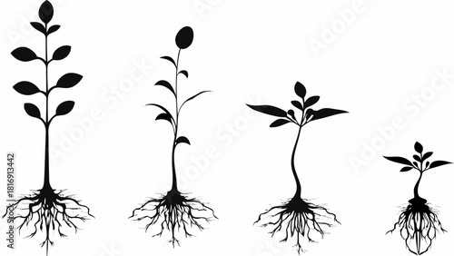 Illustrative plant growth stages, from seed to full plant, symbolizing progress and development with organic, botanical elegance from scalable vector art