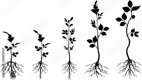 Elegant botanical growth stages illustration showing plant life cycle, ideal for science infographics, natural branding, and educational materials on plant development