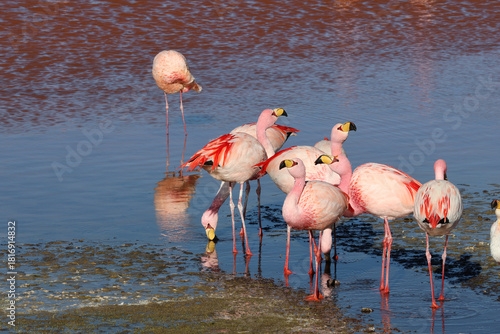James's flamingos in Laguna Colorada, Bolivia