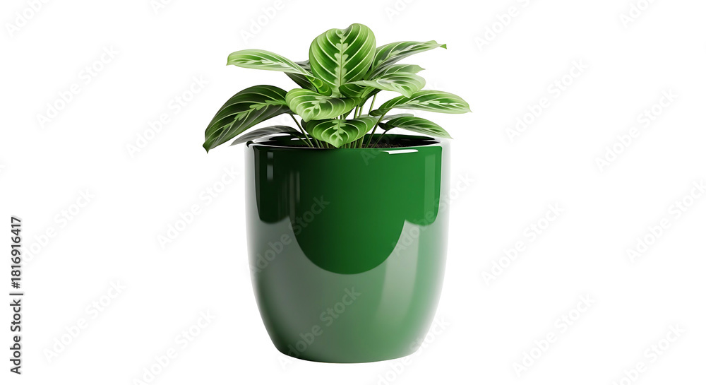 Obraz premium Prayer plant in a green pot on a white background.