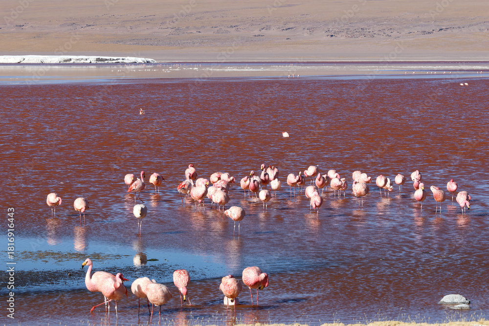 Fototapeta premium James's flamingos in Laguna Colorada, Bolivia