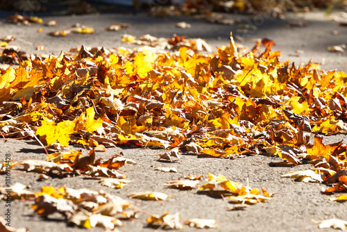 Herbst Laub auf der Straße