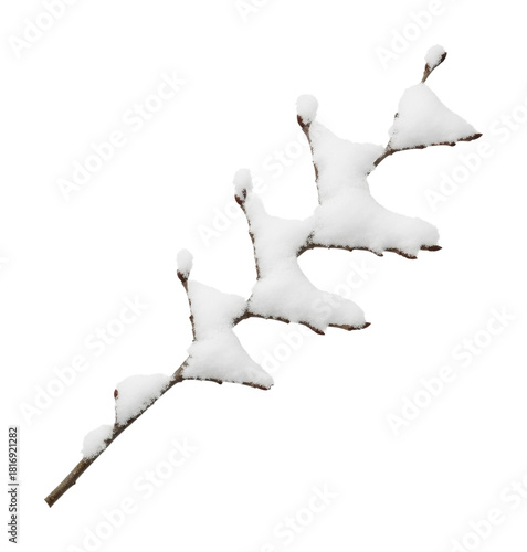 Snow-laden branch winter wonderland nature scene view isolated on transparent background