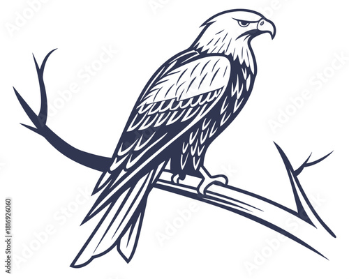 Kite Bird Vector Illustration on White Background