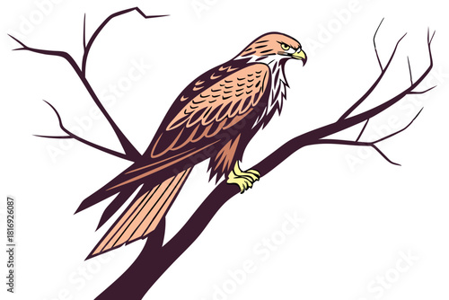 Kite Bird Minimalist Detailed Vector Artwork