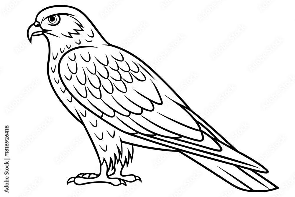 Fototapeta premium Elegant Harrier Bird Silhouette Detailed Vector Art