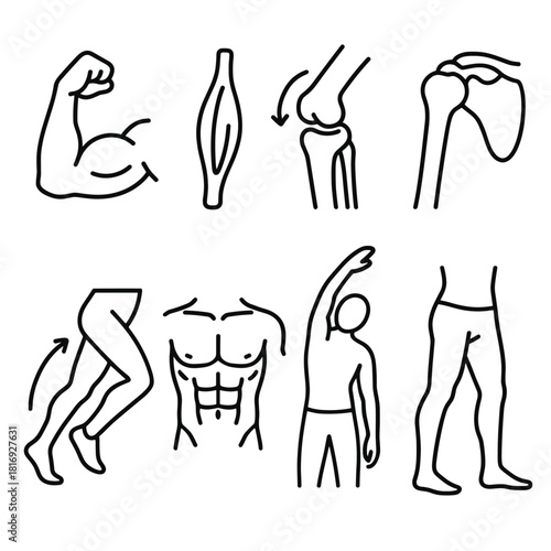 Kinetic Anatomy Icons. Kinetic anatomy concept linear icon set: arm muscle, tendon, knee joint, shoulder, motion curve, leg, abs, stretching arm , clean anatomical line art