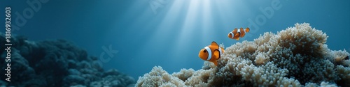 Clownfish swimming over coral in sunlit ocean depths