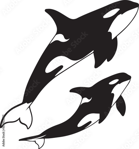 Two orca killer whales swimming gracefully together in ocean waters wildlife scene