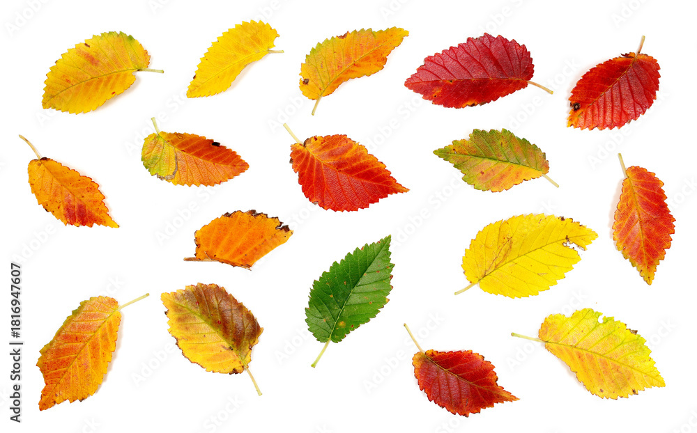 Obraz premium Set colorful fallen autumn dry leaves isolated on white background, with clipping path