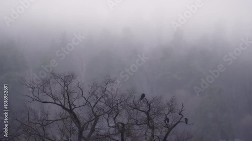 Misty Forest Landscape: Ethereal view of dense trees shrouded in thick morning fog or haze on a quiet day