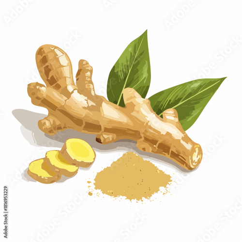 Realistic ginger root with slices and powder displayed on a clean white background, featuring natural textures and herbal spice elements in a detailed illustration style.