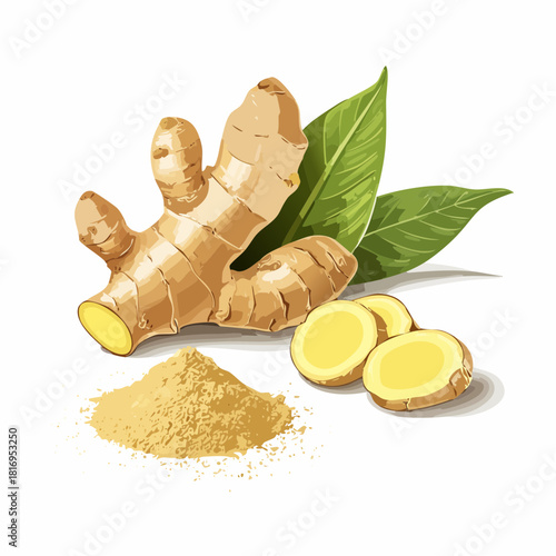 Realistic ginger root with slices and powder displayed on a clean white background, featuring natural textures and herbal spice elements in a detailed illustration style.