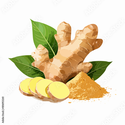 Realistic ginger root with slices and powder displayed on a clean white background, featuring natural textures and herbal spice elements in a detailed illustration style.