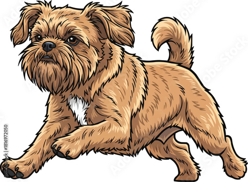 Griffon Fauve de Bretagne dog running energetic athletic pose