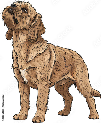 Griffon Fauve de Bretagne dog standing looking up scenting pose