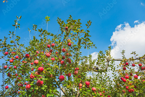 青空と赤りんご